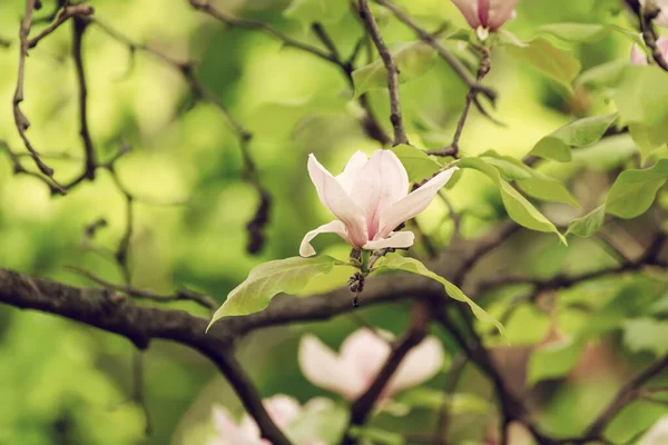 Magnolia fiori primaverili — Foto Stock
