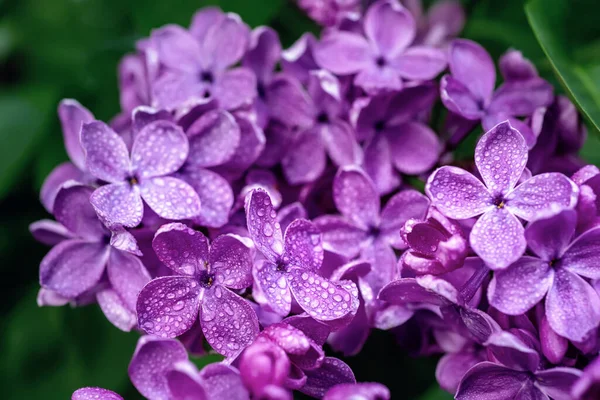 Flores lilás macro — Fotografia de Stock