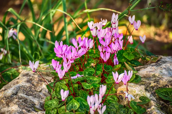 Dzikie kwiaty cyklamenów — Zdjęcie stockowe