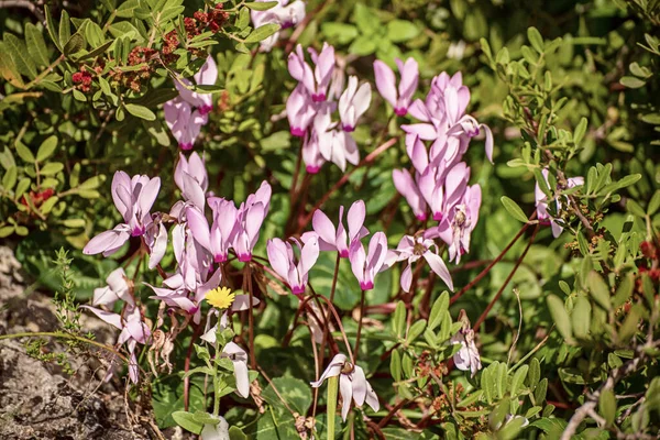 Fiori di ciclamini selvatici — Foto Stock