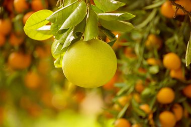 Bahçede Pomelo meyvesi
