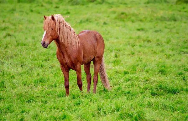アイスランドの一頭馬 — ストック写真