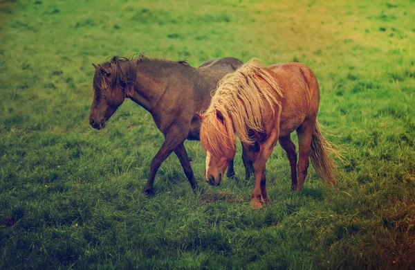 Две икеландские лошади — стоковое фото