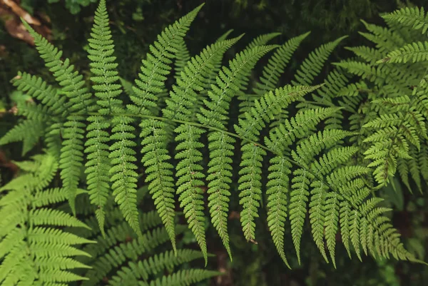 Feuille de fougère fond — Photo