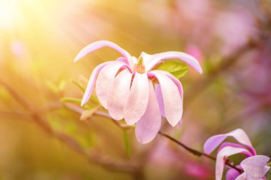 Magnolia bahar çiçekleri