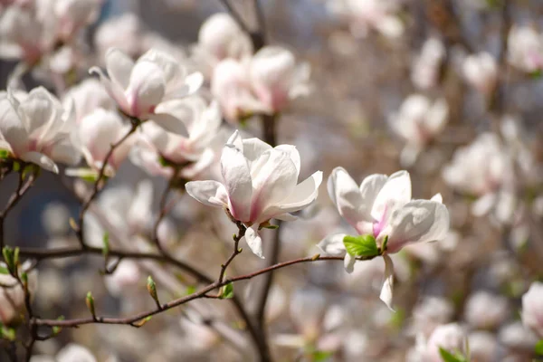 マグノリアの春の花 — ストック写真