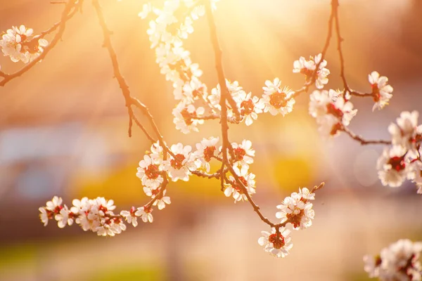 Fiori di albicocca — Foto Stock