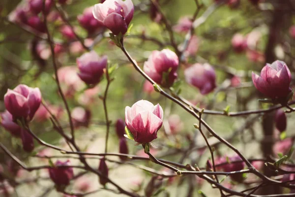 Magnolia wiosenne kwiaty — Zdjęcie stockowe