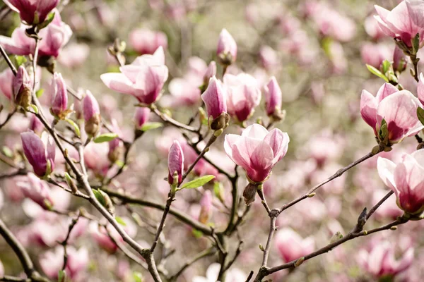 Magnolia wiosenne kwiaty — Zdjęcie stockowe