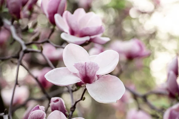 Magnolia wiosenne kwiaty — Zdjęcie stockowe