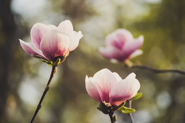 マグノリアの春の花 — ストック写真