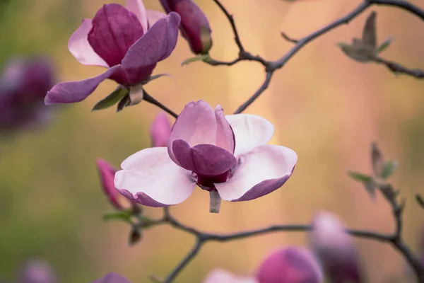 Magnolia wiosenne kwiaty — Zdjęcie stockowe