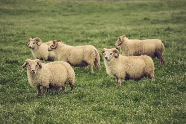 Schapen grazen in IJsland — Stockfoto