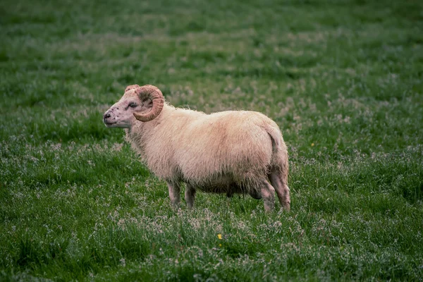 Pâturage des moutons en Islande — Photo