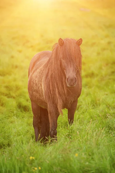 Cavalo iceládico único — Fotografia de Stock