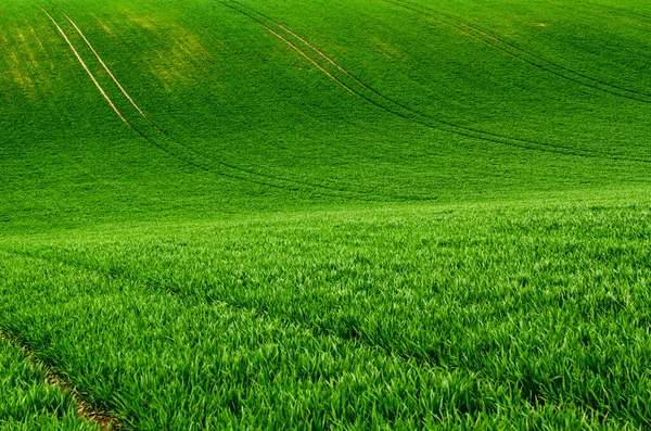 Zöld fű mező háttér — Stock Fotó