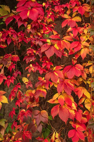 Wilde traubenrote Blätter — Stockfoto