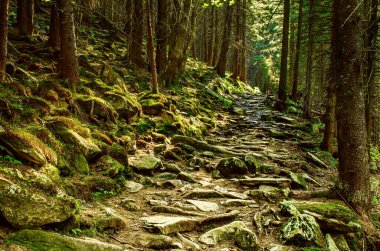 Kuzey İskandinav Ormanı