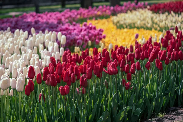 Färgglada tulpaner i Emirgan Park, Istanbul — Stockfoto