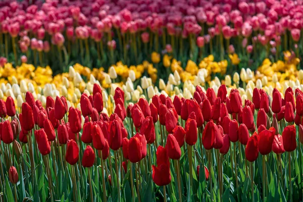 Färgglada tulpaner i Emirgan Park, Istanbul — Stockfoto