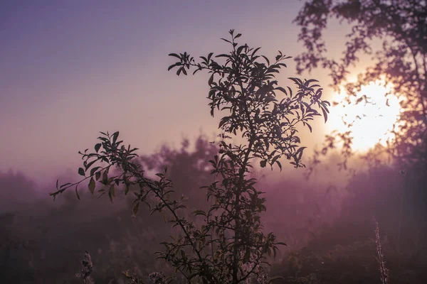 Klasik güneşli arkaplan — Stok fotoğraf