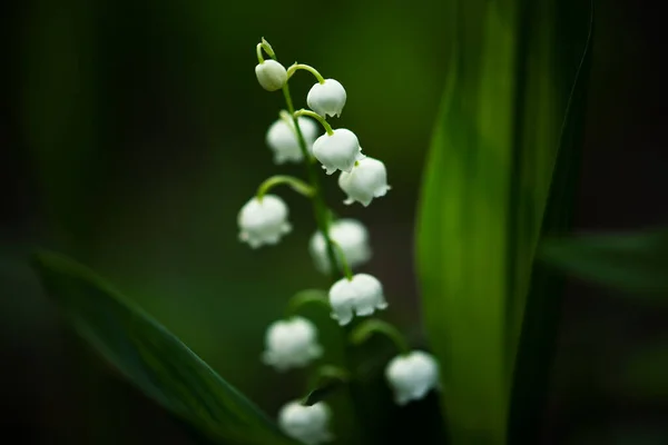 Lily dari lembah — Stok Foto