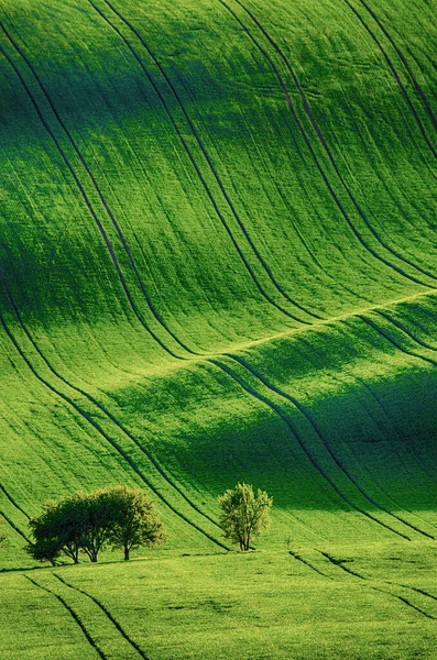 Erba verde campo sfondo — Foto Stock