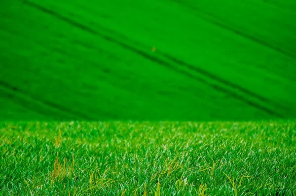 Champ d'herbe verte fond — Photo