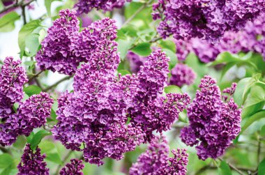 Bahar leylak çiçekleri