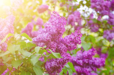 Bahar leylak çiçekleri