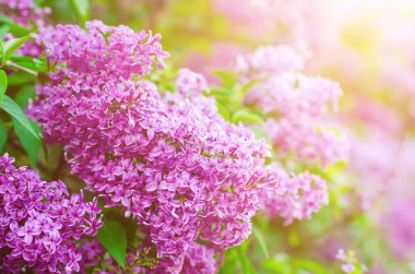 Bahar leylak çiçekleri