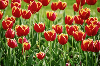 Turuncu lale çiçekleri