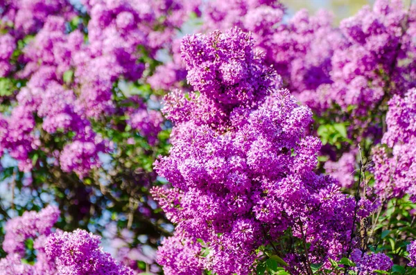 春天的紫丁香花 — 图库照片