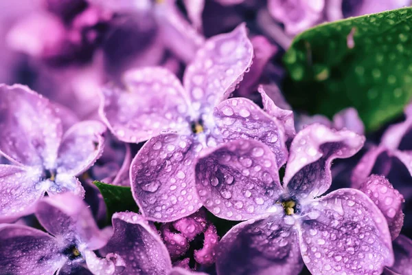 Lilac blommor makro — Stockfoto