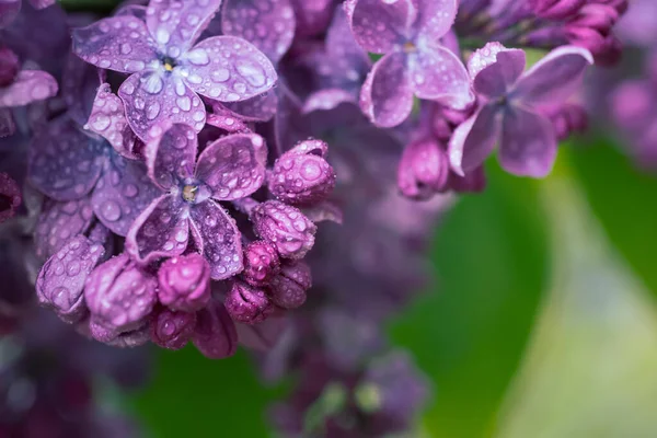 Flores lilás macro — Fotografia de Stock