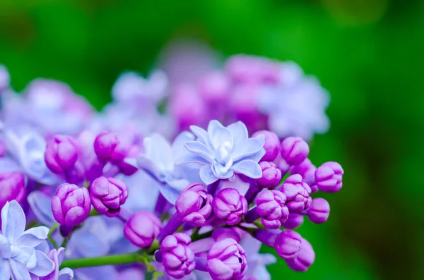 Makro Lilac květin — Stock fotografie