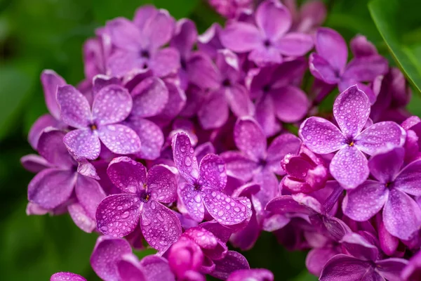 라일락 꽃 매크로 — 스톡 사진