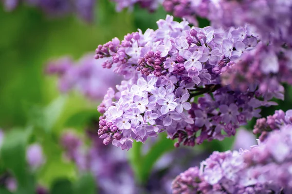 Primavera flores lila —  Fotos de Stock