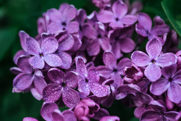 Flores lilás macro — Fotografia de Stock