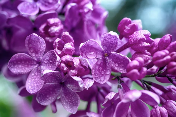 Makro Lilac květin — Stock fotografie