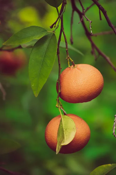 Mandarinková zahrada s ovocem — Stock fotografie