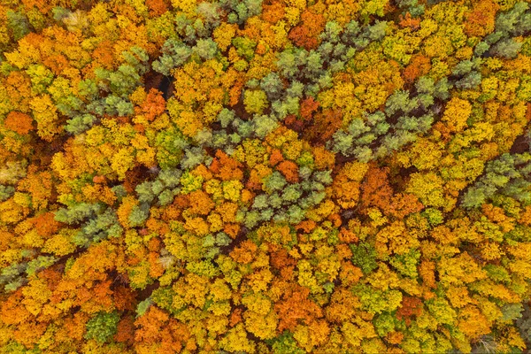 Bosque de otoño desde arriba — Foto de Stock