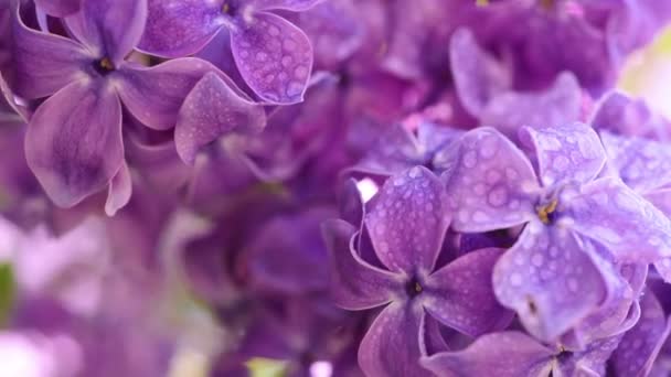 Fondo de flores lila — Vídeo de stock