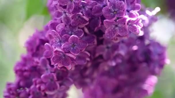 Lilac květiny pozadí — Stock video