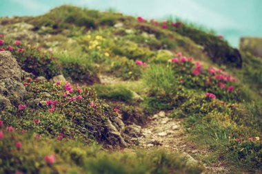 Doğada Rhododendron çiçekleri