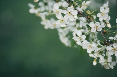 Kiraz çiçekleri çerçevesi