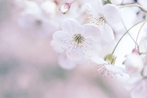 Kiraz bahar çiçekleri — Stok fotoğraf