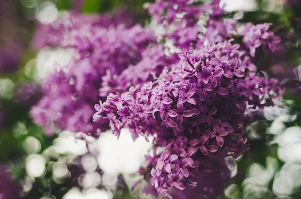 Printemps fleurs lilas — Photo