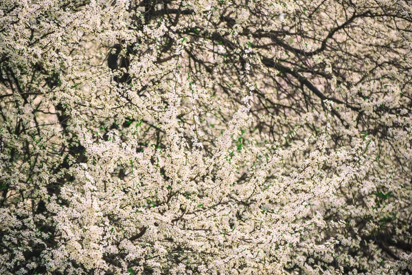 Fiore di prugne — Foto Stock