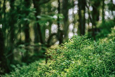 Karanlık kasvetli orman